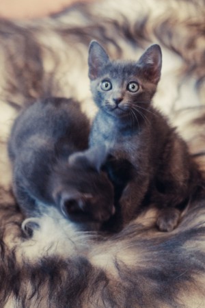 Mikke ja Freddy (kuva: Elma Photografy)