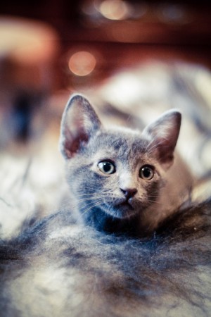 Rosie (kuva: Elma Photografy)