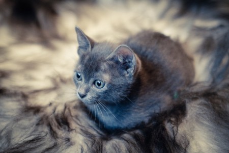 Rosie (kuva: Elma Photografy)