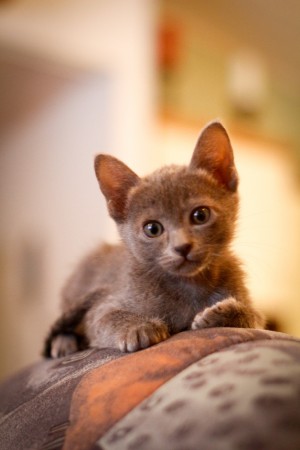 Rosie (kuva: Elma Photografy)